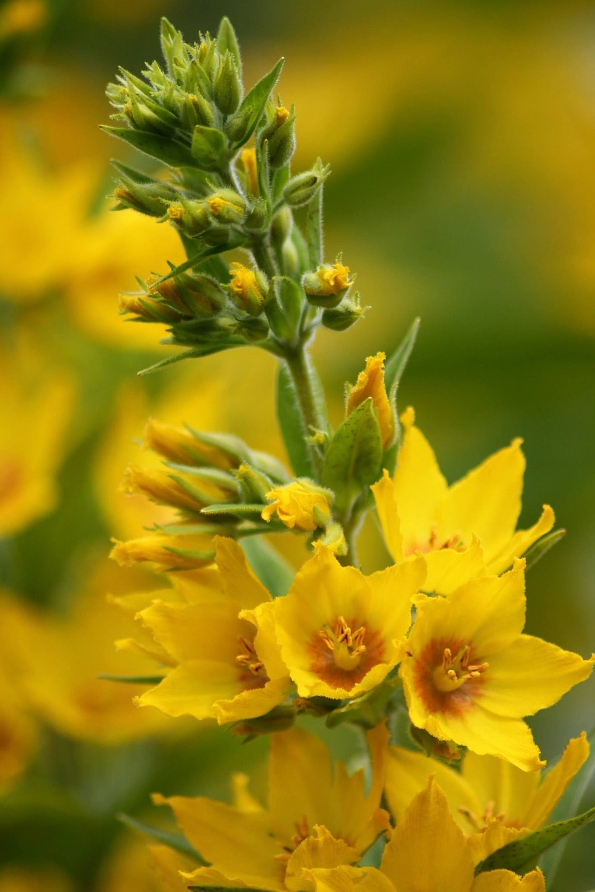 flower yellow nature free photo