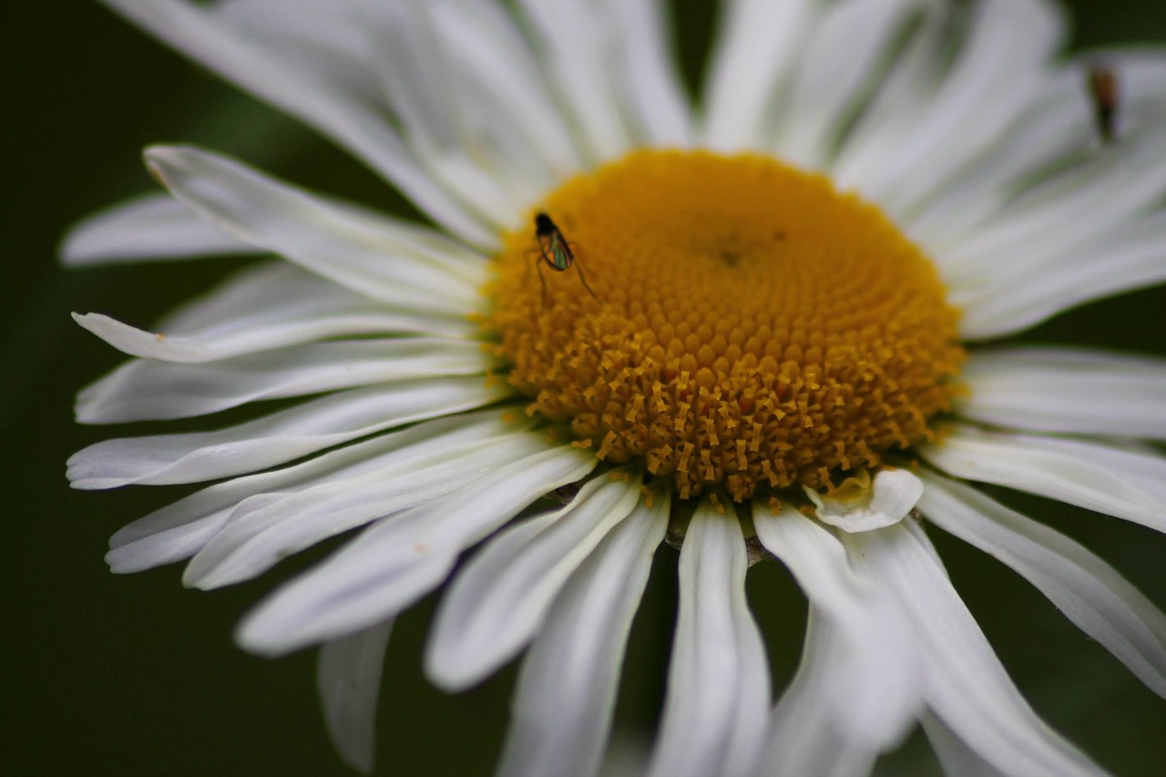 flower insect nature free photo