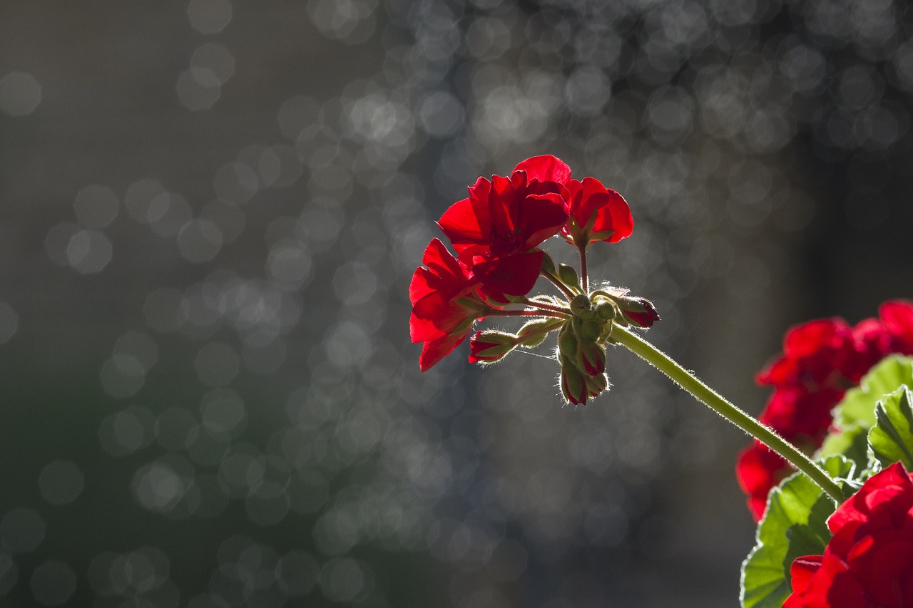 flower background black free photo