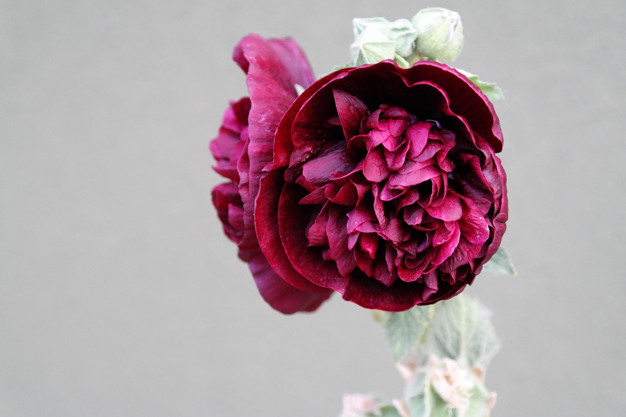 flower hollyhock red free photo