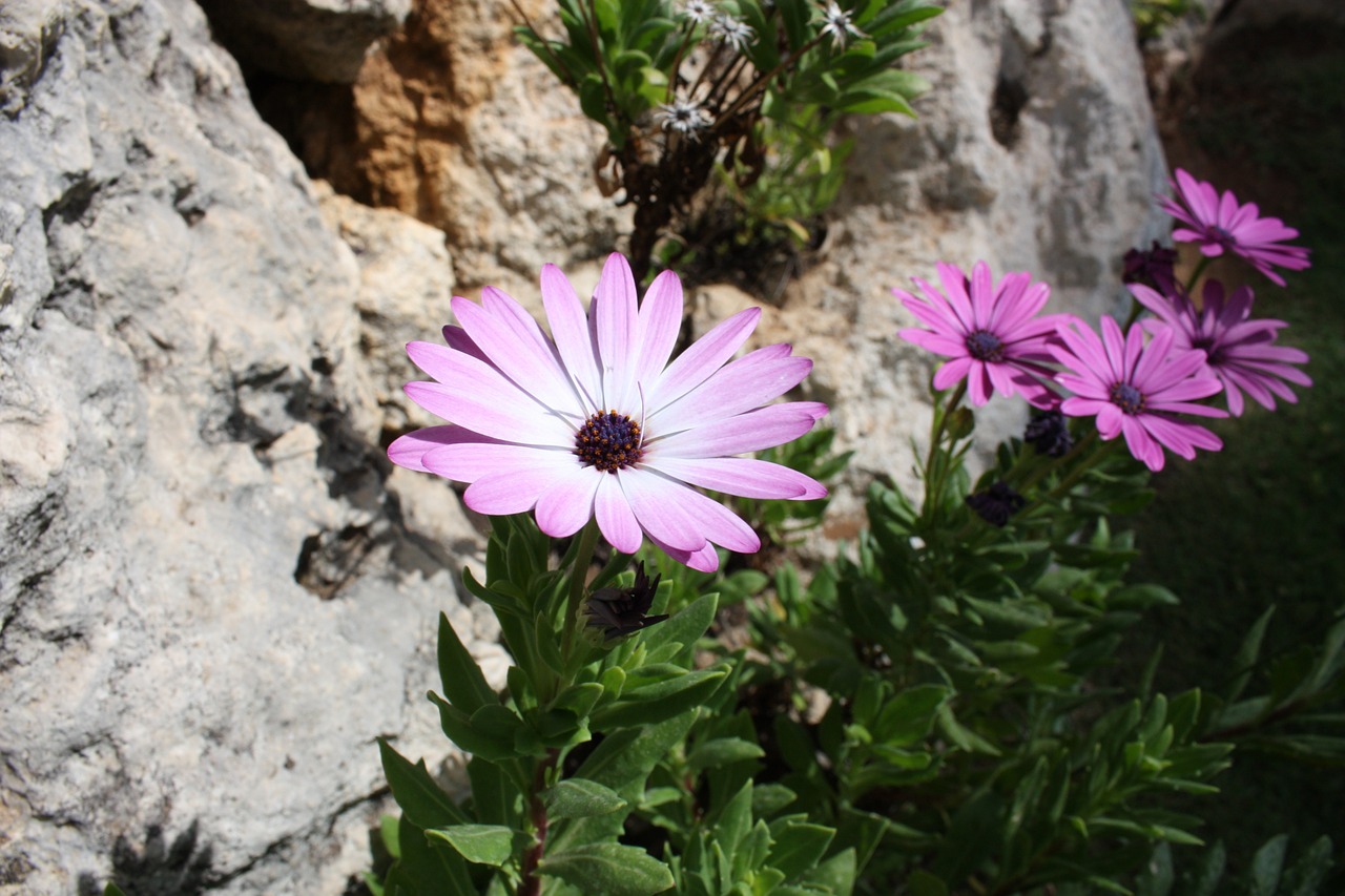 flower nature rockery free photo