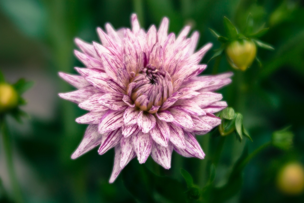 flower green pink free photo