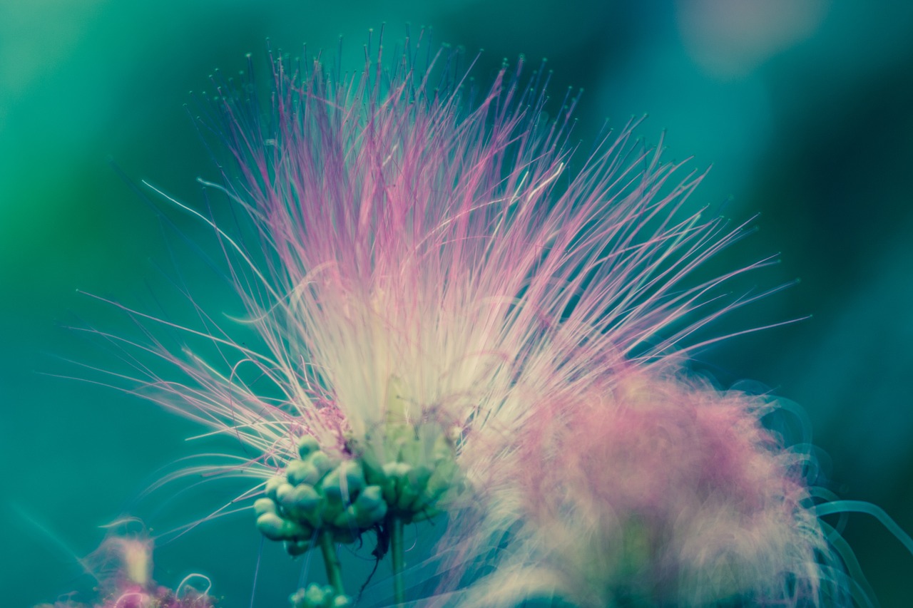 flower pink macro free photo