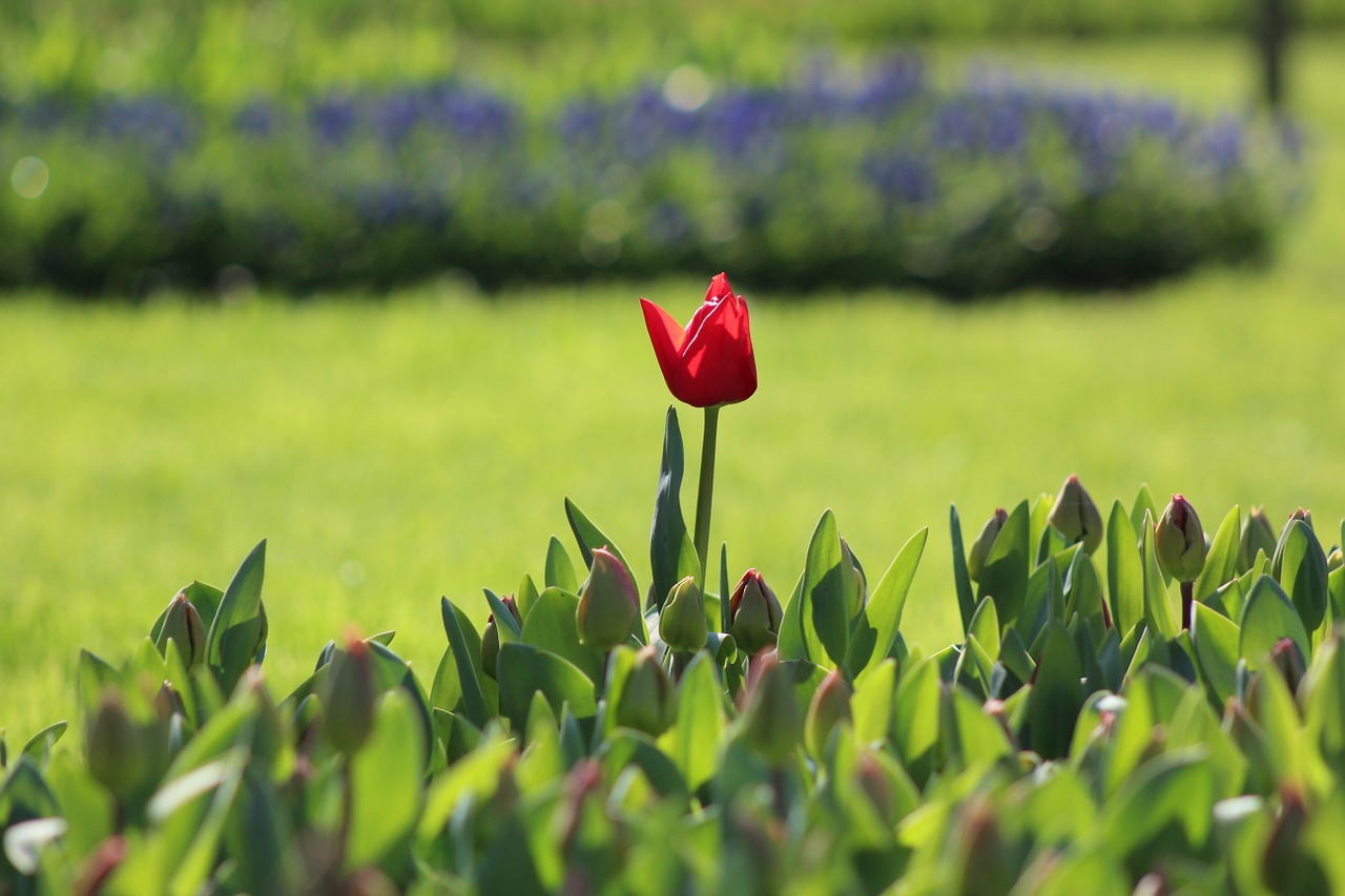 flower istanbul nature free photo