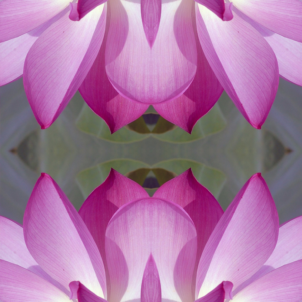 flower lotus lotus flower free photo