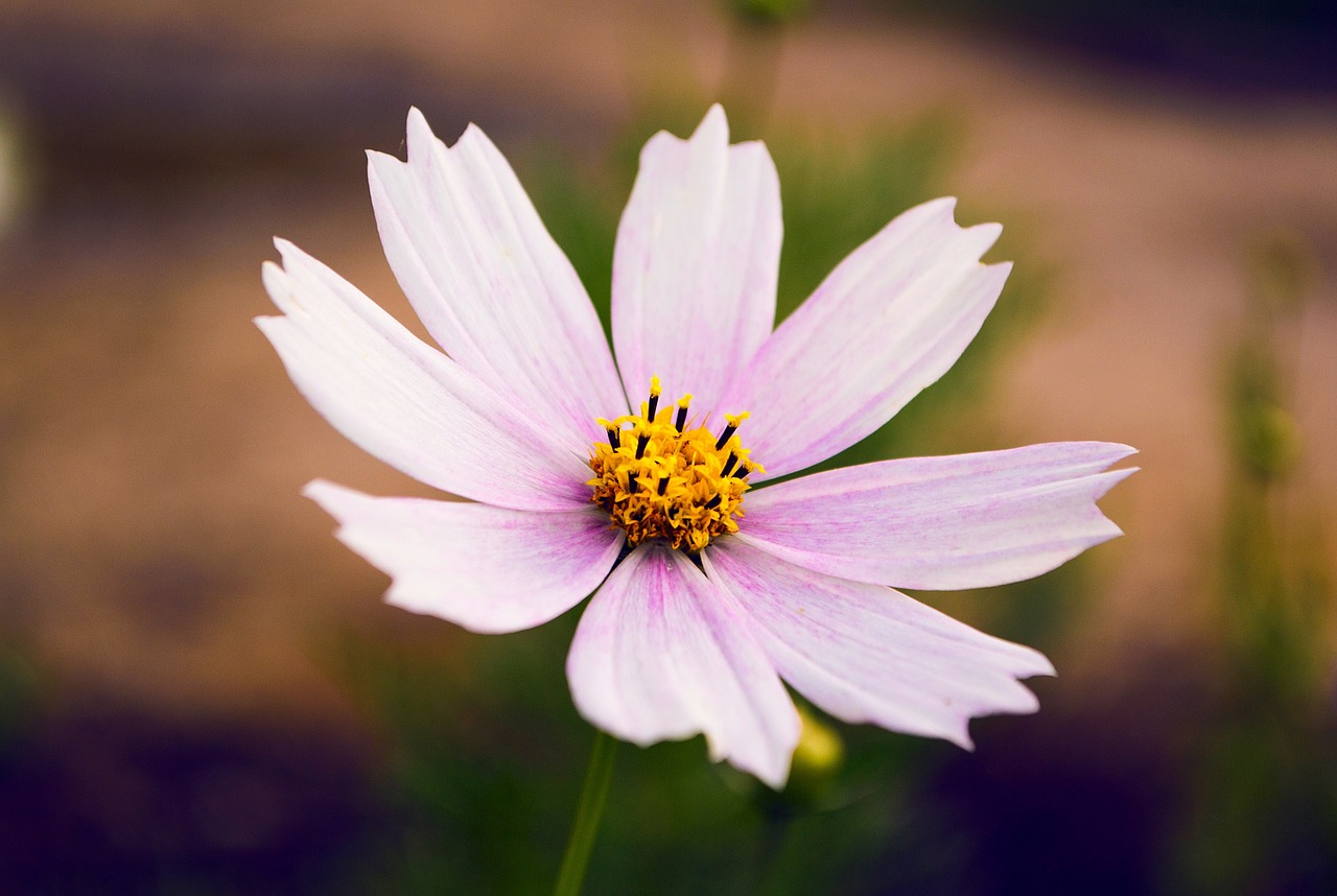 flower petal closeup free photo