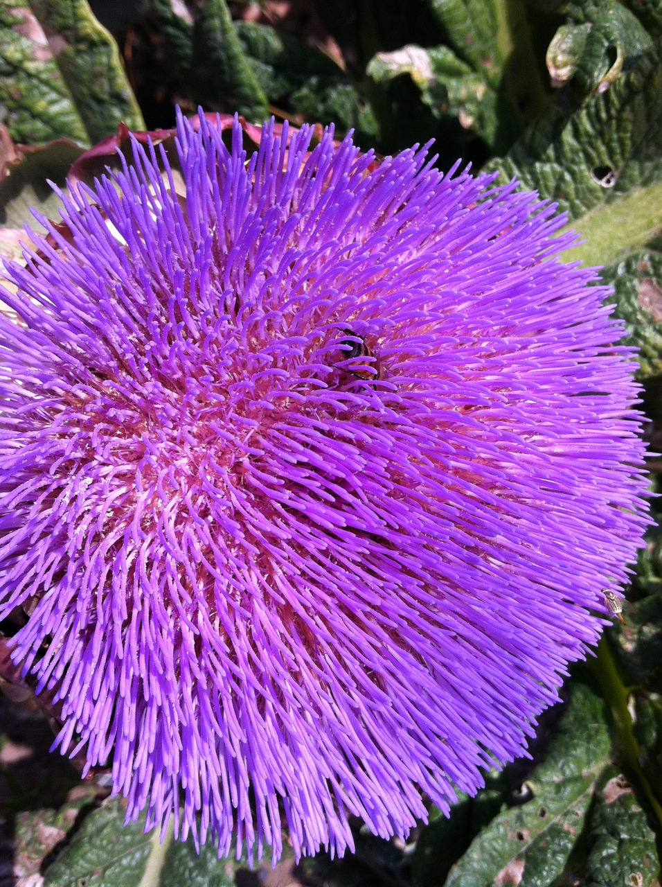 flower purple lavender free photo