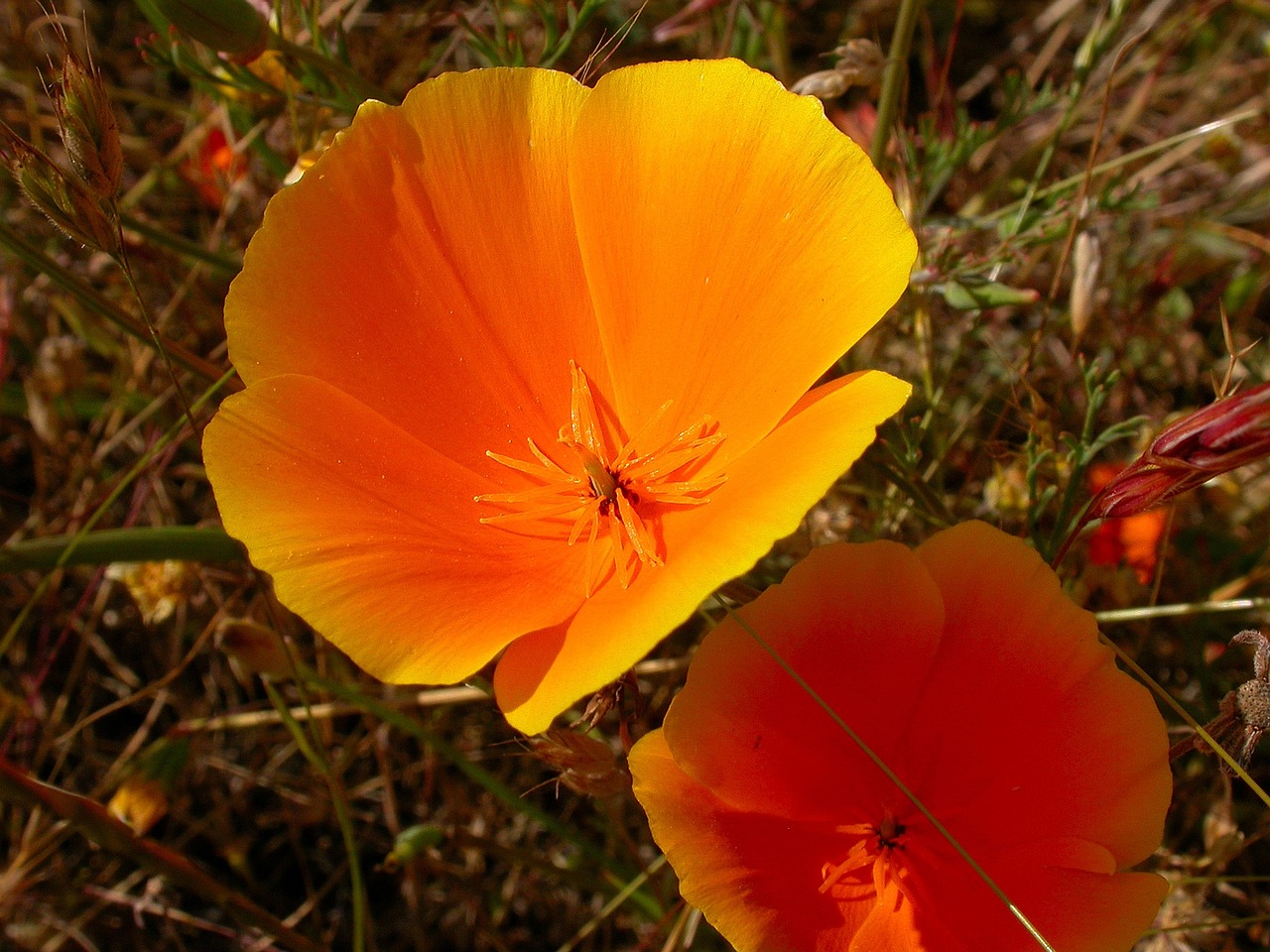 flower orange wildflower free photo