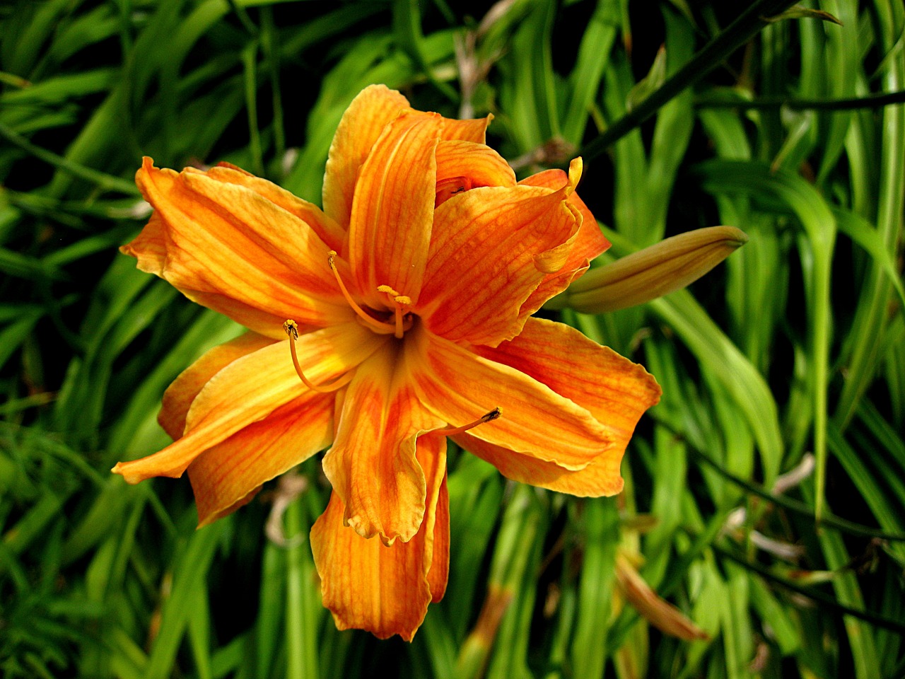 flower summer orange free photo