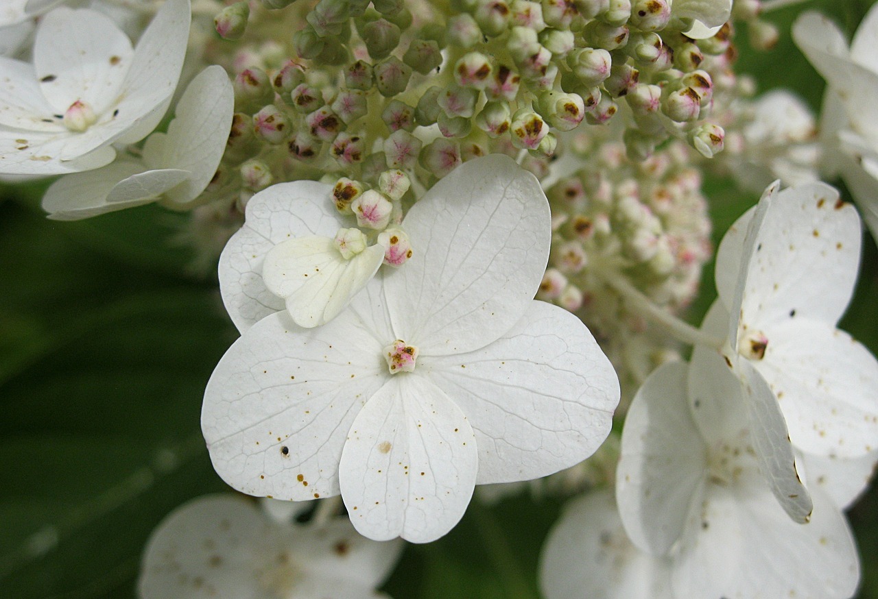 flower white summer free photo