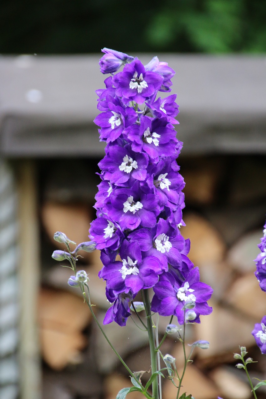 flower purple candle free photo