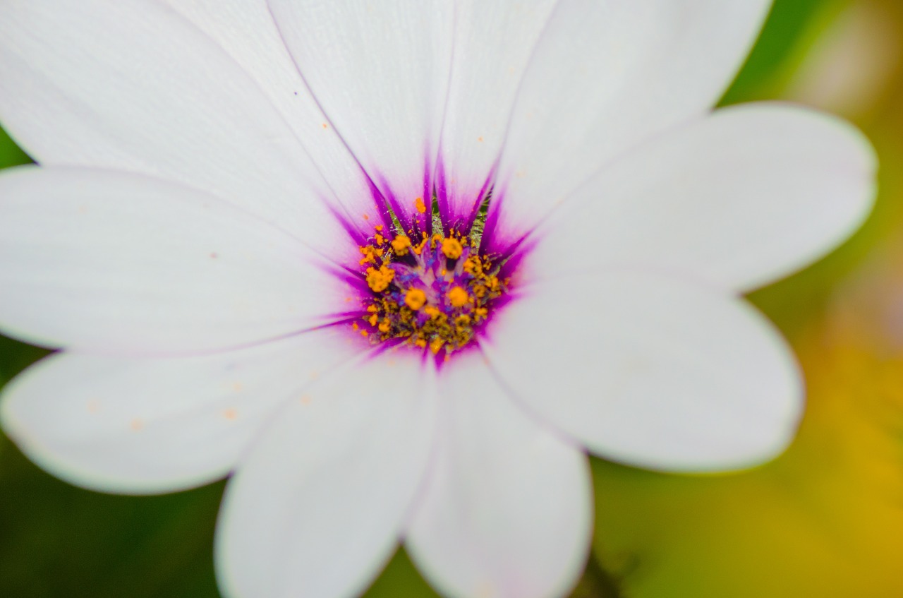 flower pollen pollinated free photo