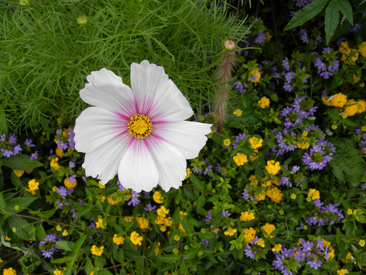 flower macro flowers free photo