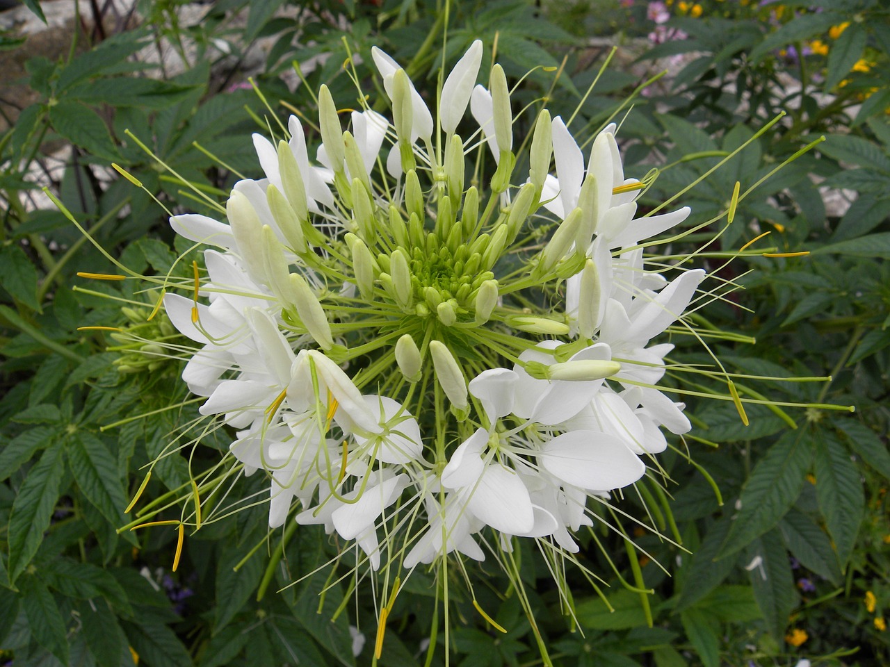 flower macro flowers free photo