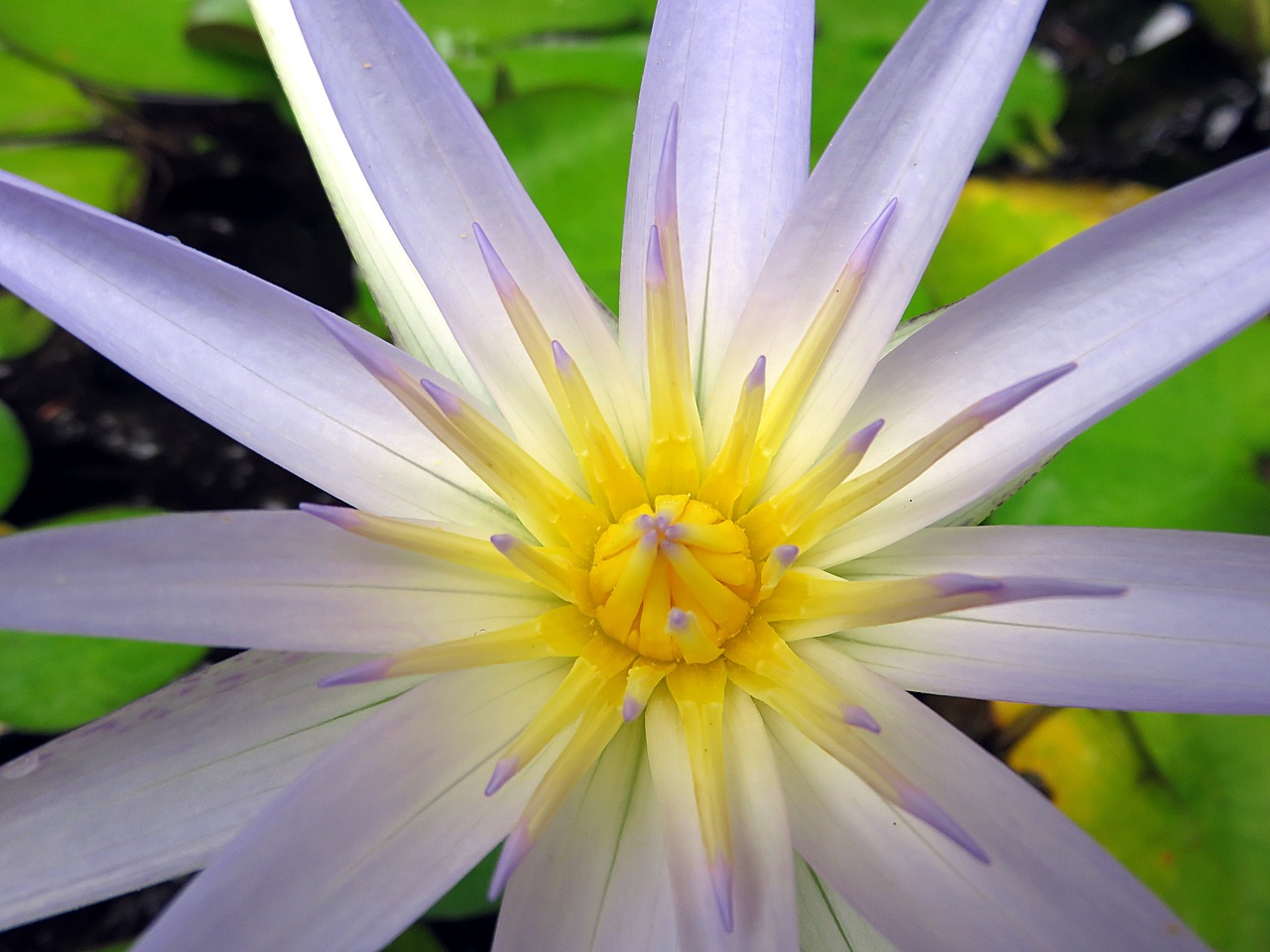 flower water lily aquatic plant free photo