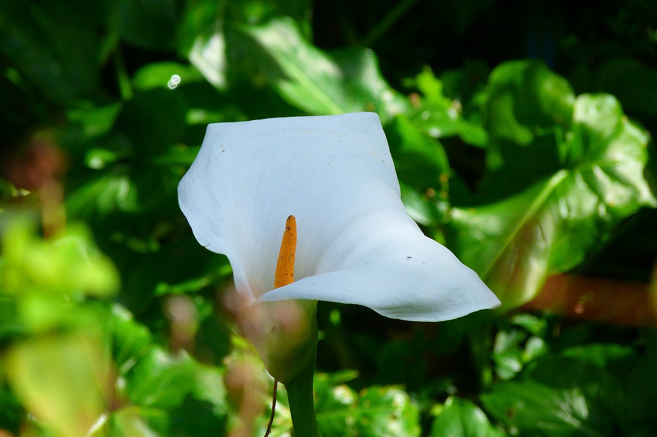 flower kalla white free photo