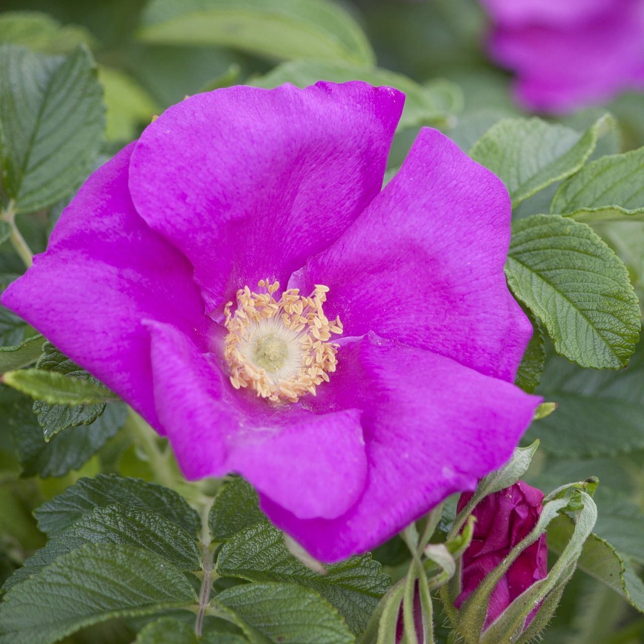 flower bloom purple free photo