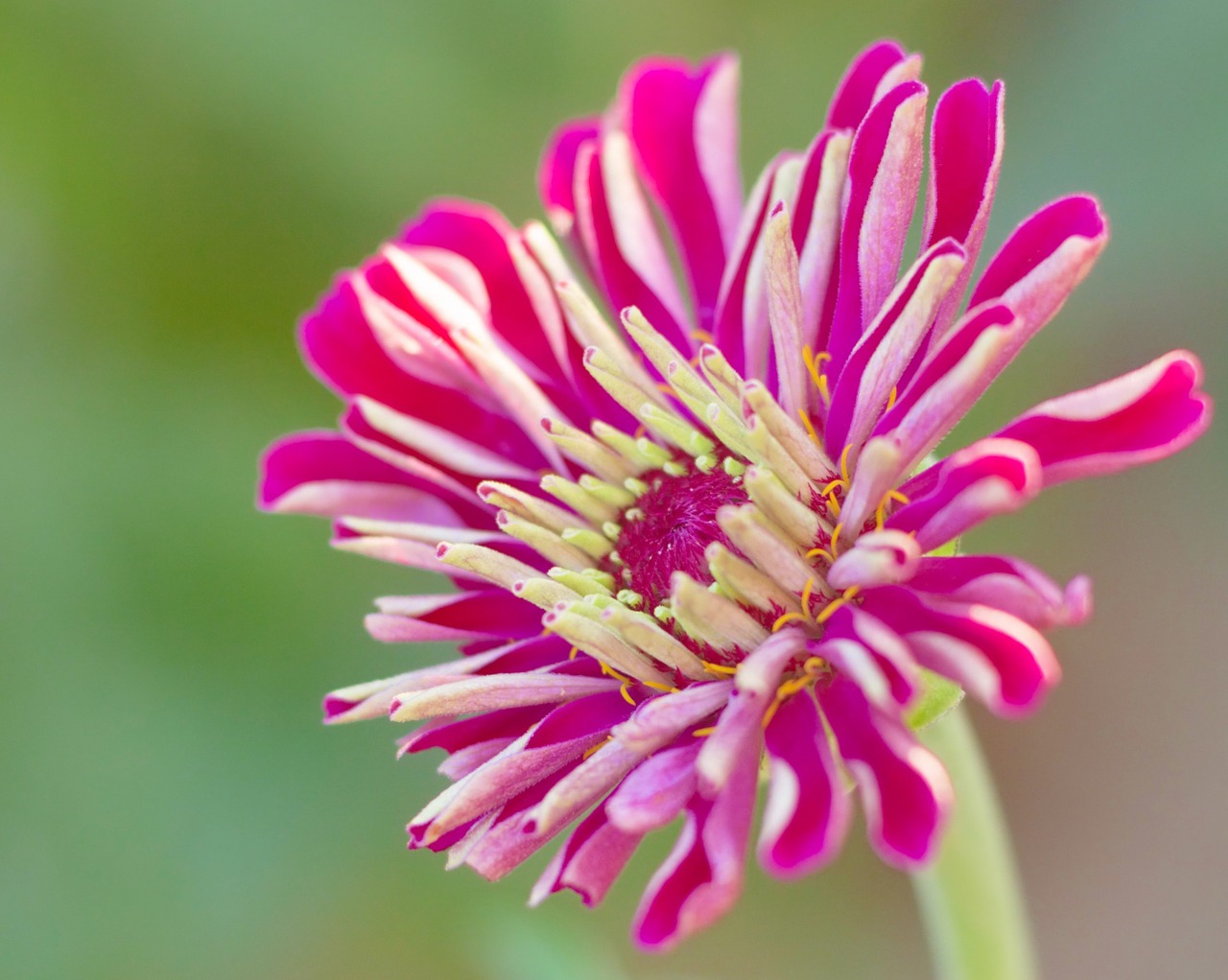 flower red petals free photo