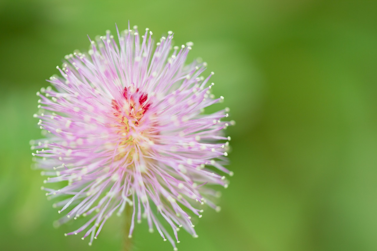 flower green grass free photo