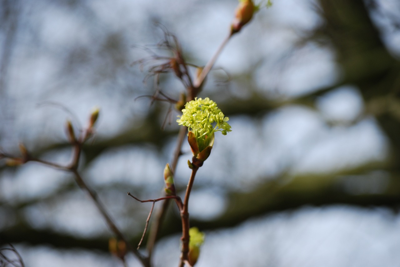 blossom bloom spring free photo