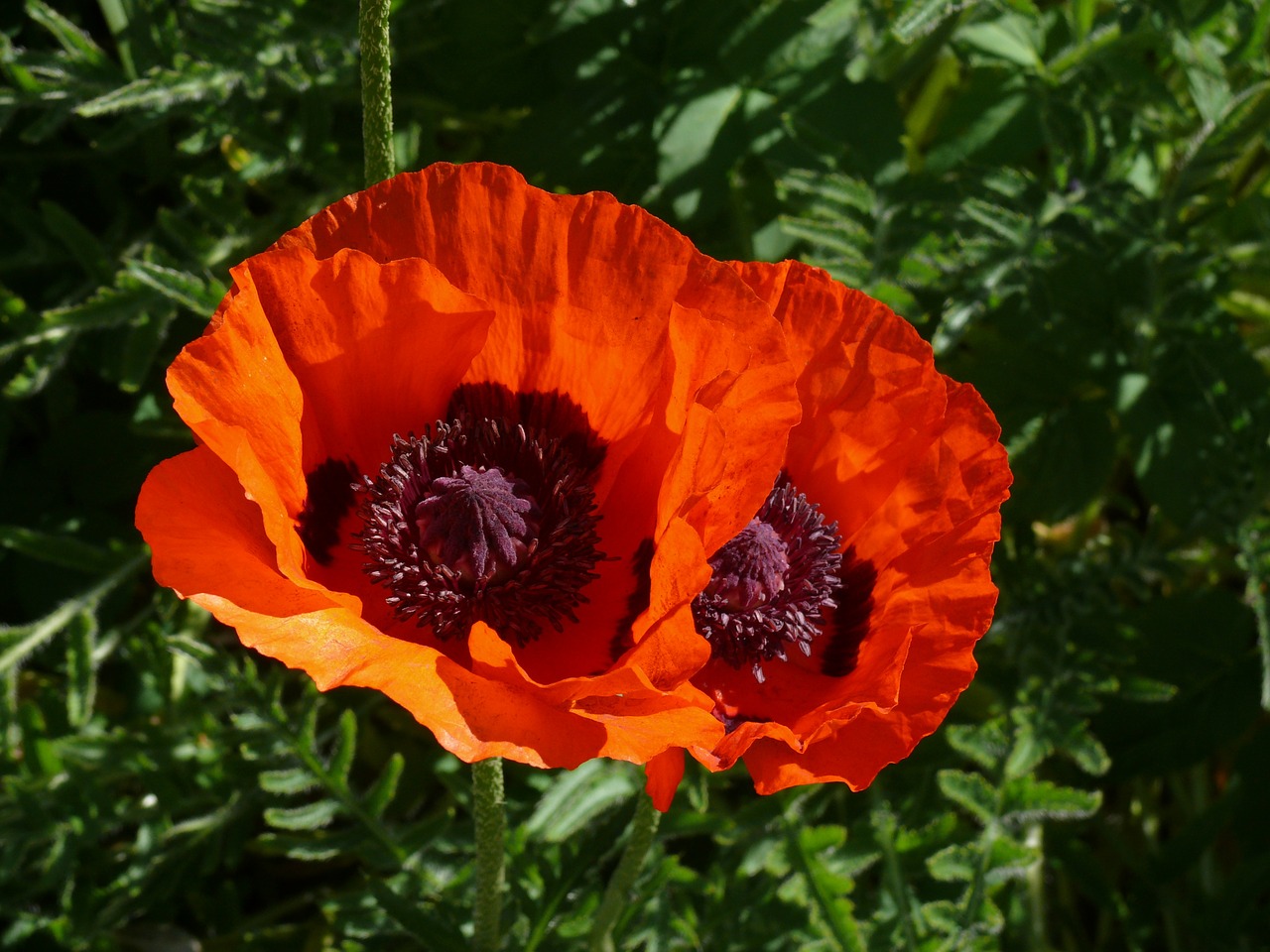 flower poppy poppy spring free photo