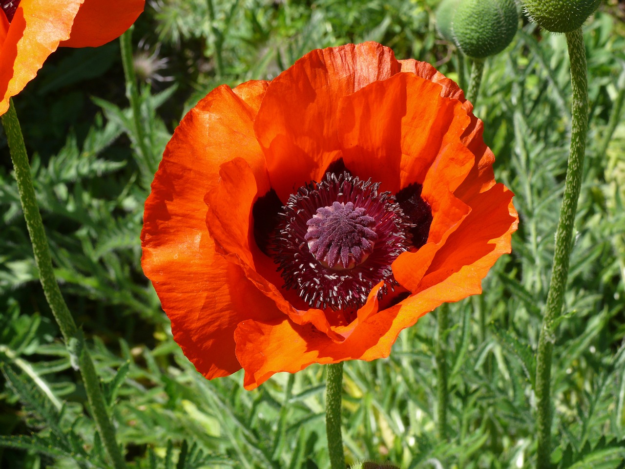 flower poppy spring free photo