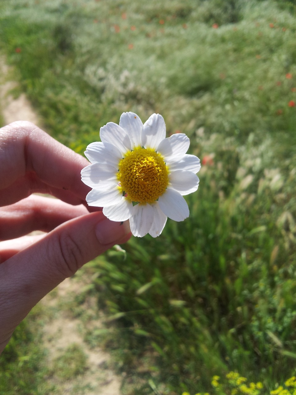 flower daisy nature free photo