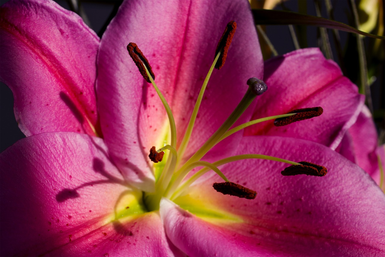 flower pink nature free photo