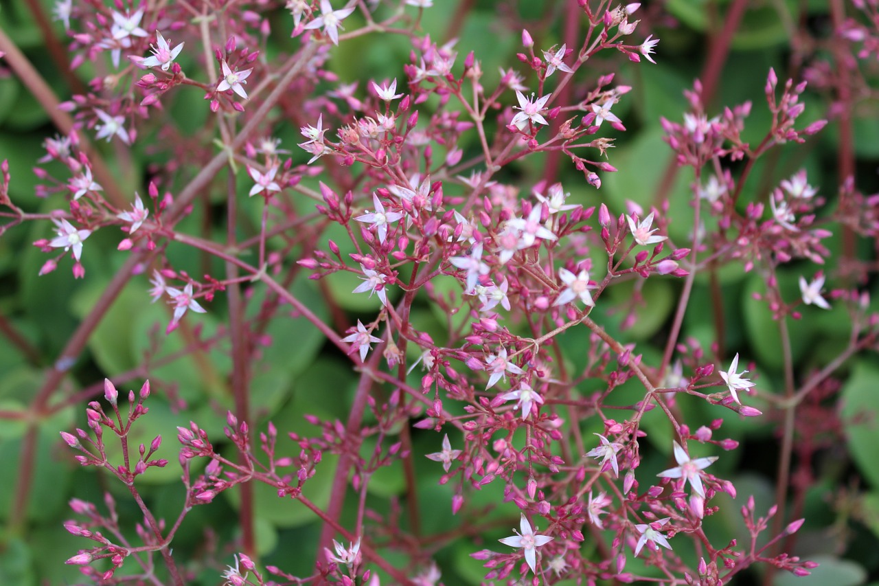 crassula flower succulent free photo