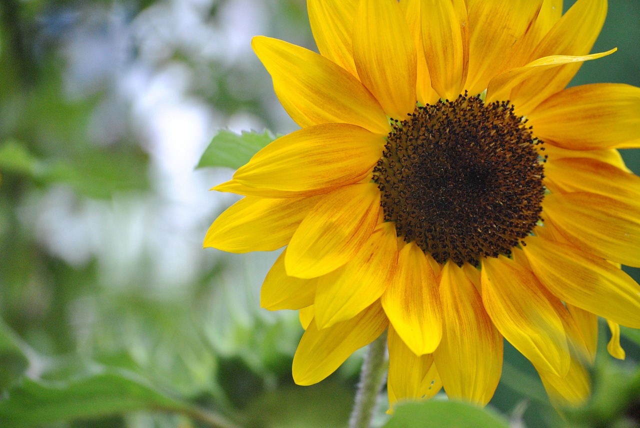 sun flower flower yellow free photo