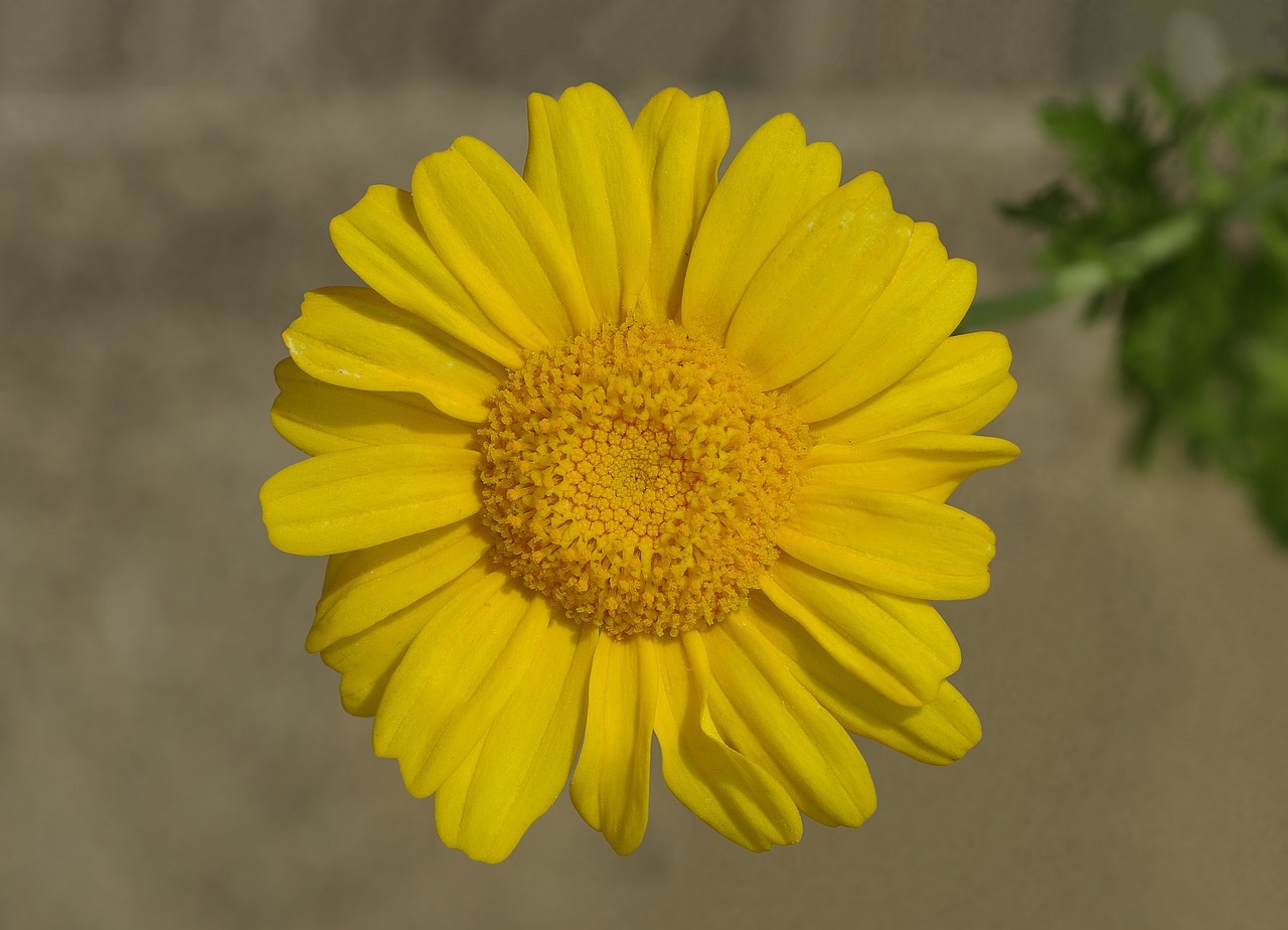 flower chrysanthemum yellow free photo