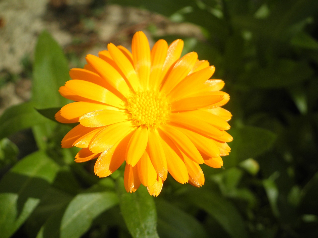 flower yellow garden free photo