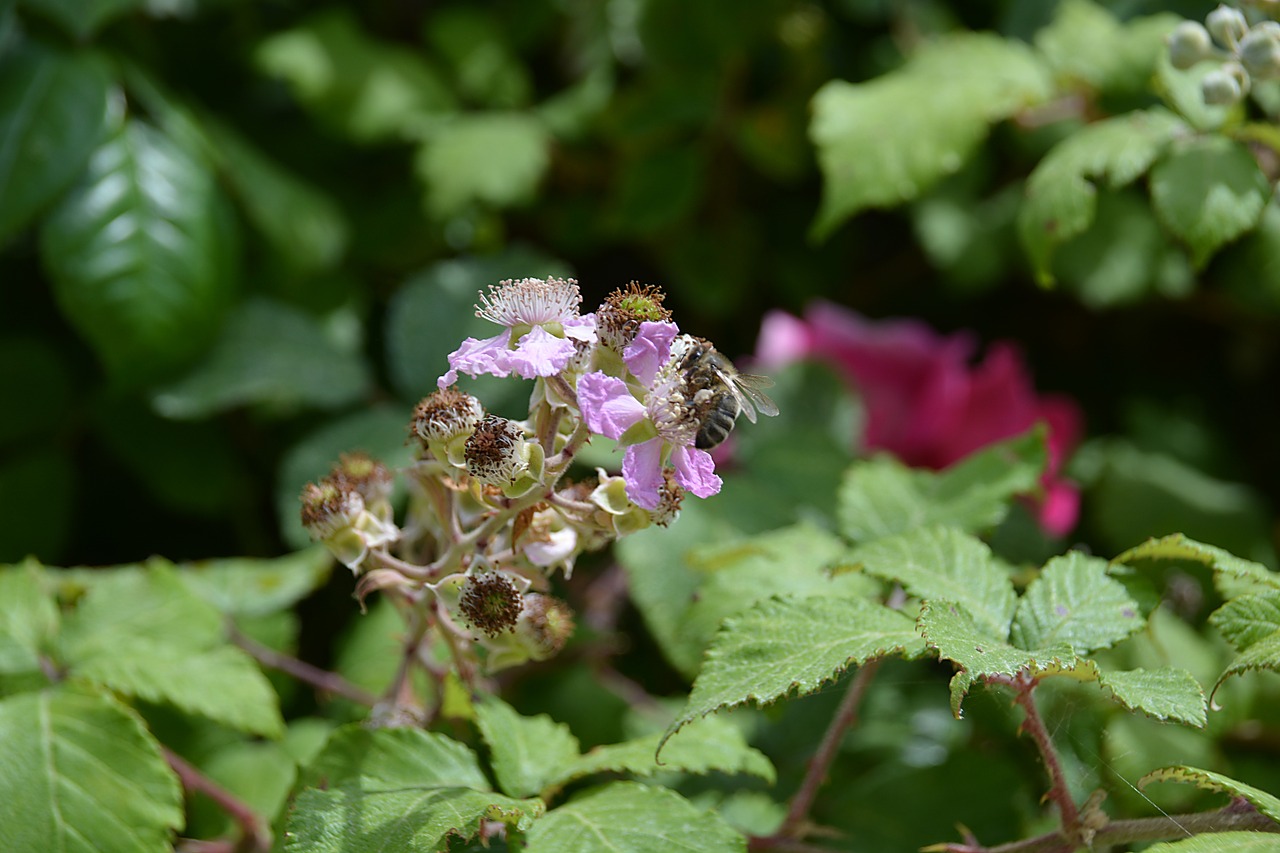 flower bee foraging free photo