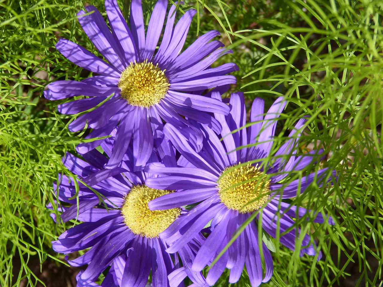 flower yellow lilac free photo