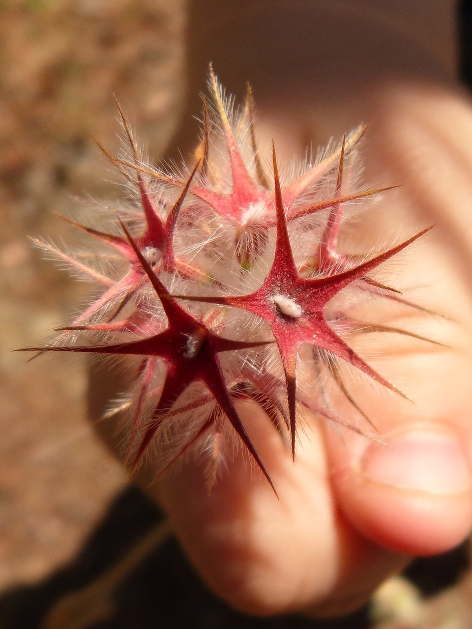 flower star hand free photo