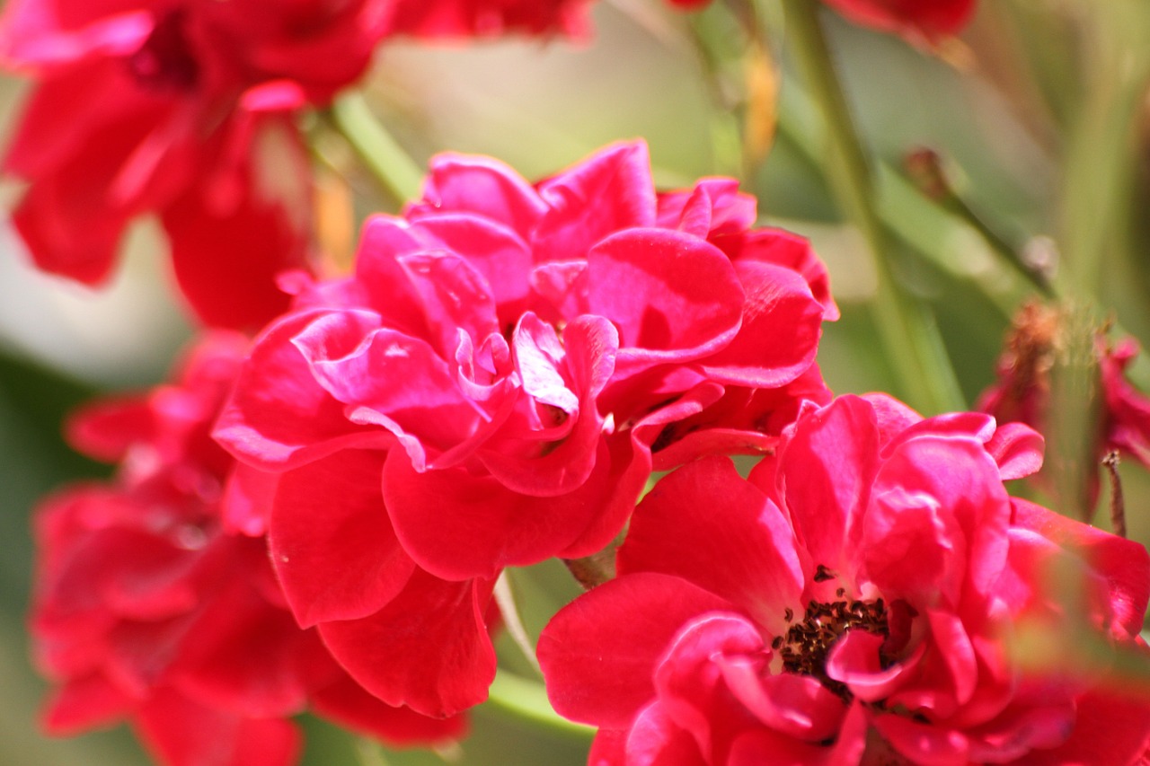 flower pink macro free photo