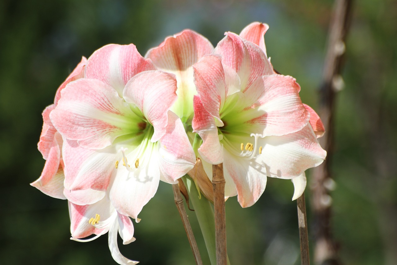 flower white flowers free photo