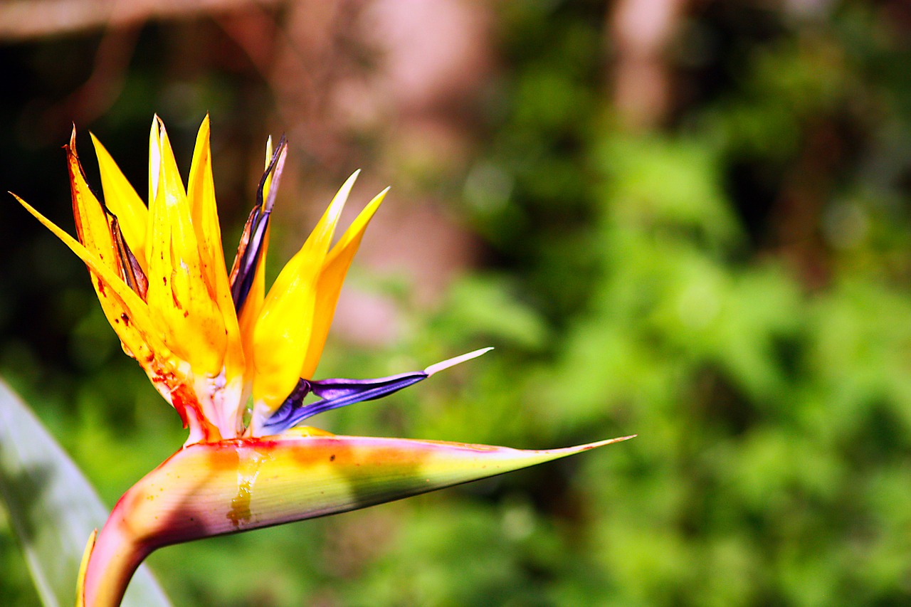 flower yellow nature free photo