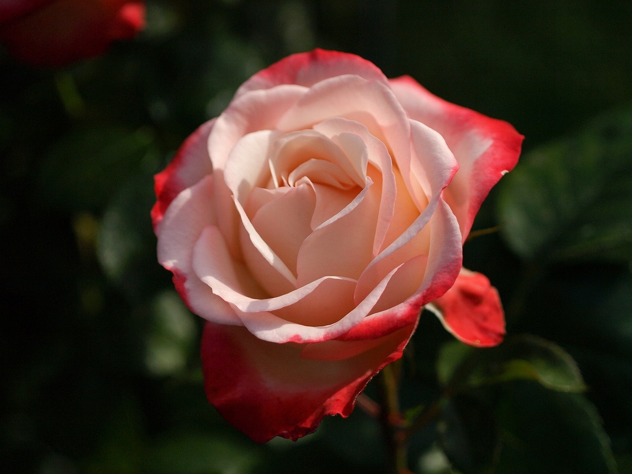 flower rose pink free photo