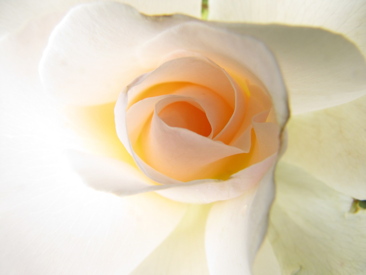 flower white rose rose bloom free photo