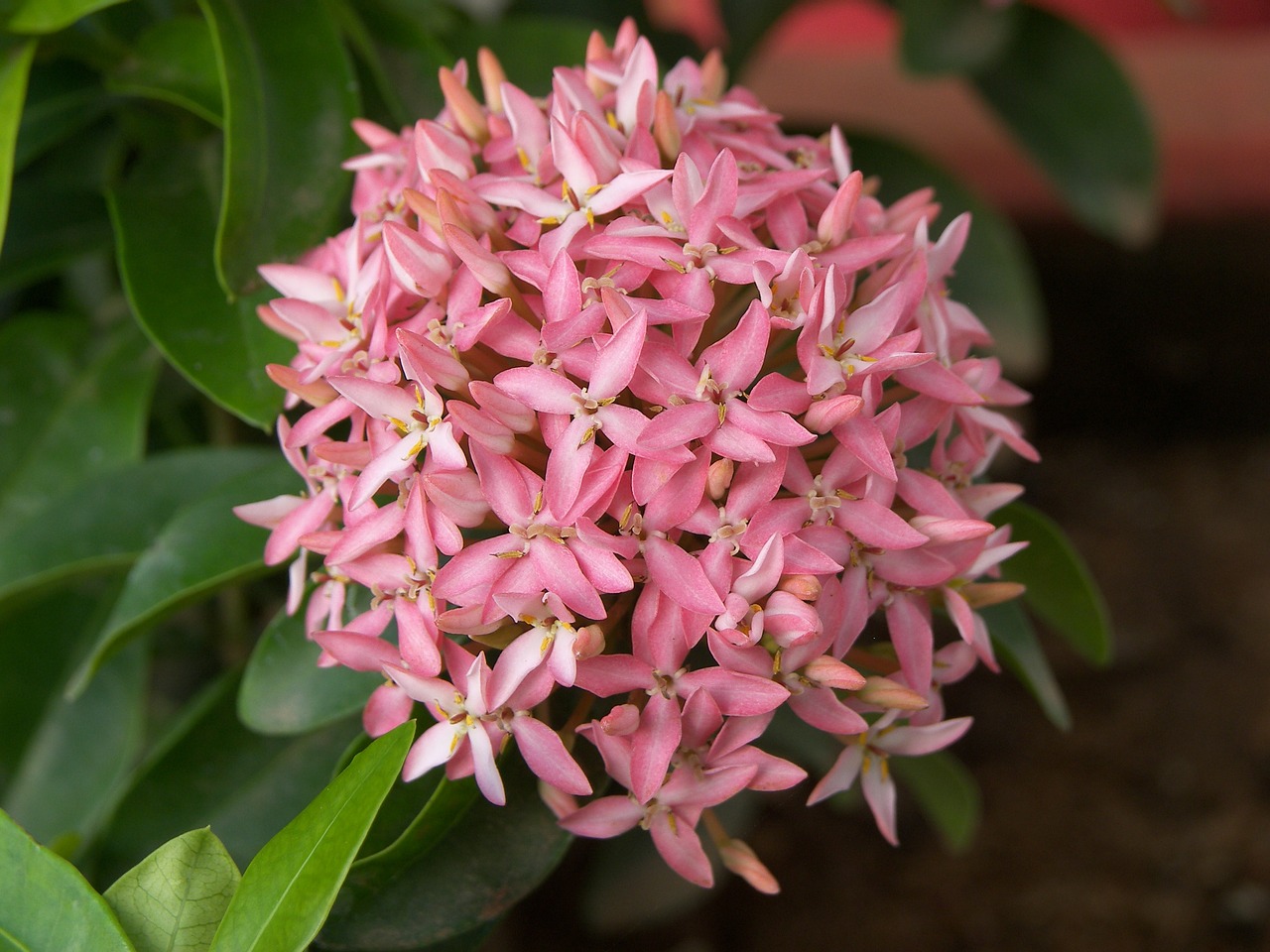 flower petal leaf free photo