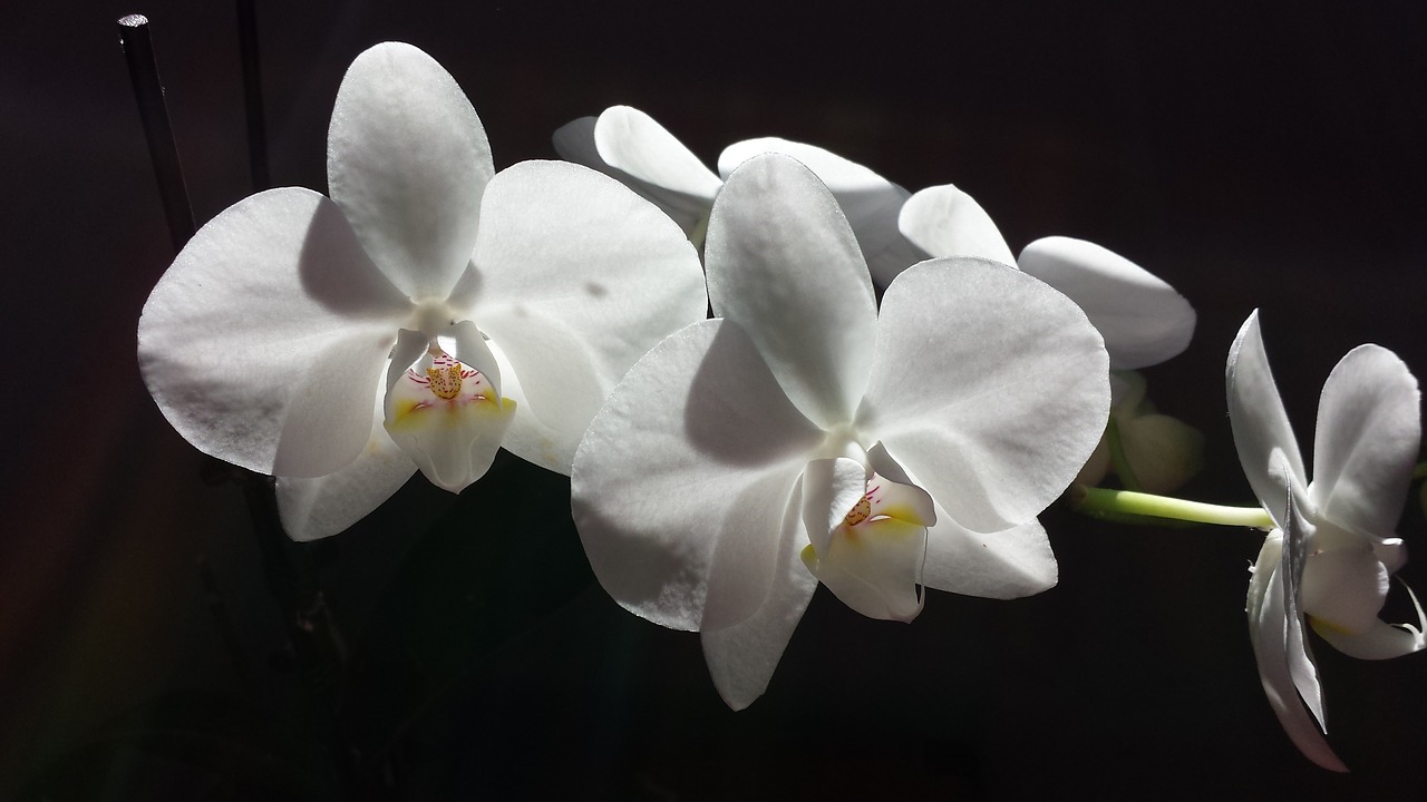 orchid flower white free photo