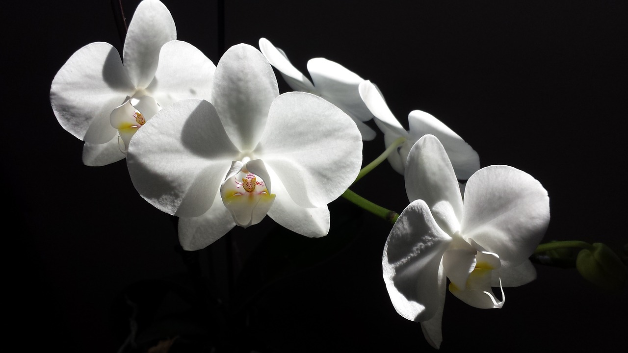 orchid flower white free photo