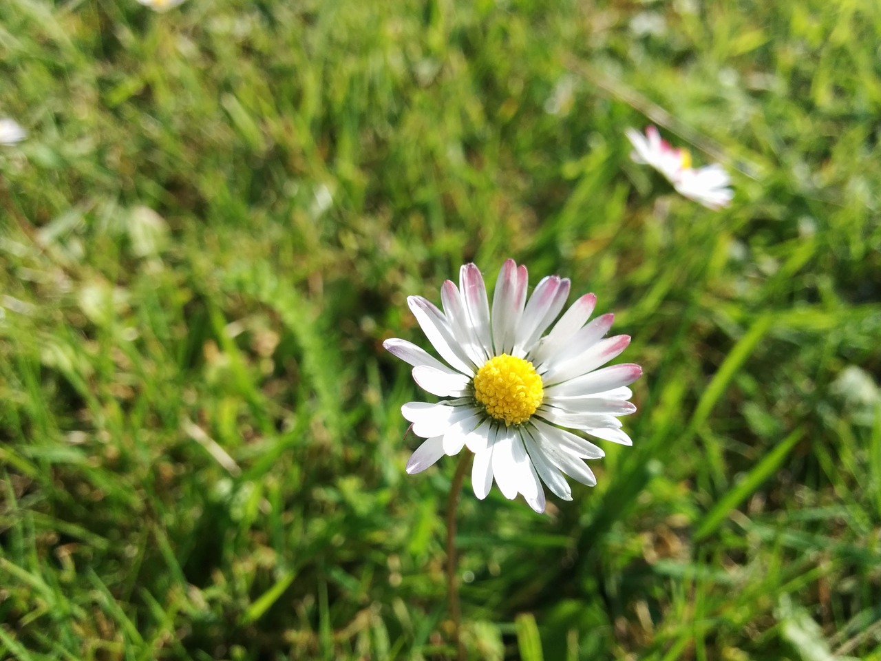 flower green white free photo