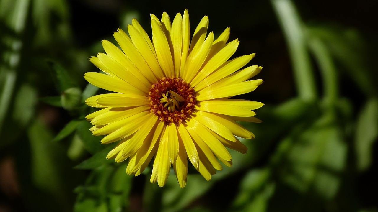 flower close yellow free photo