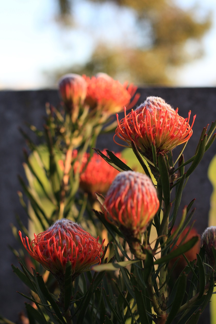 flower inflorescence blooming free photo