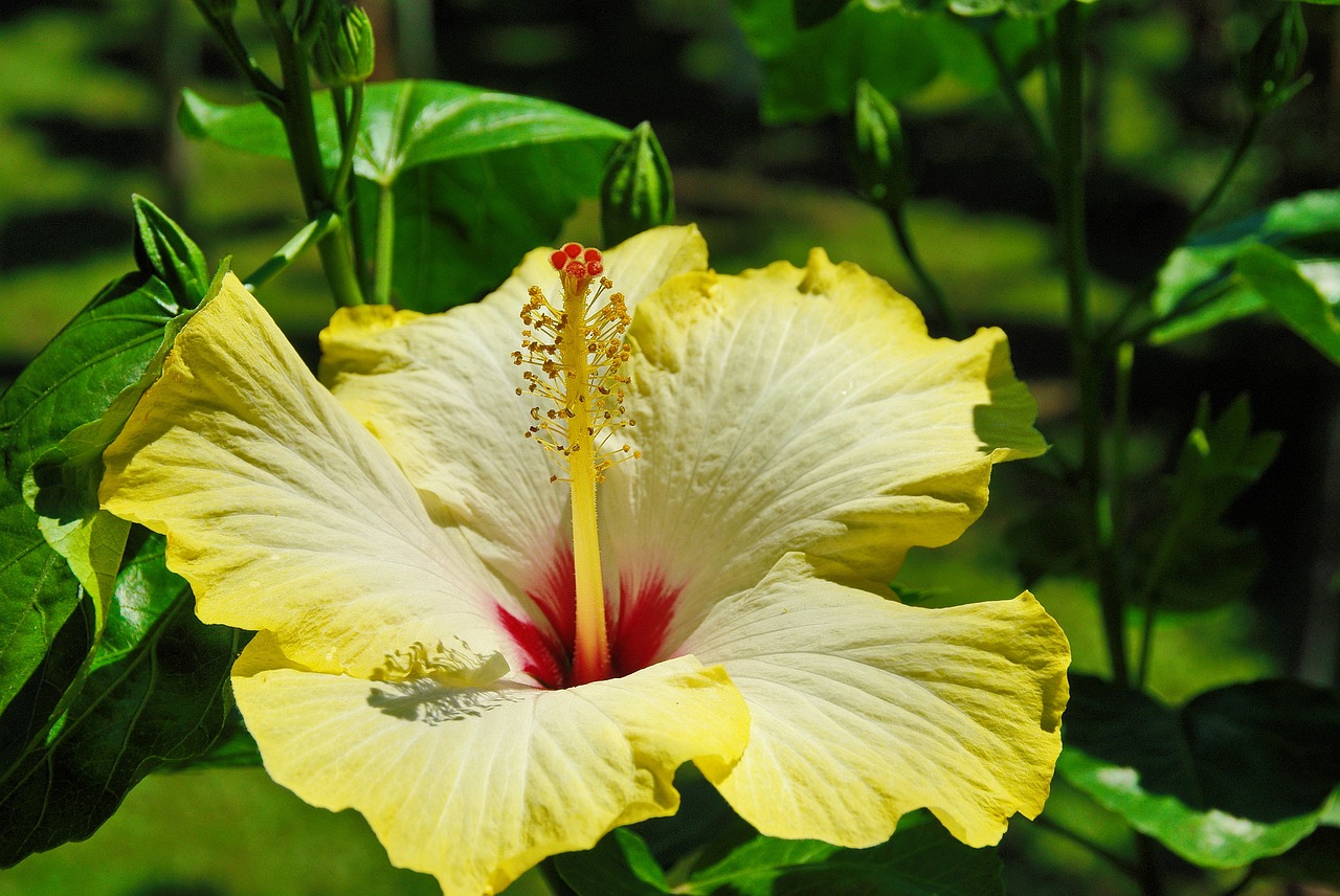 flower yellow hibiscus free photo