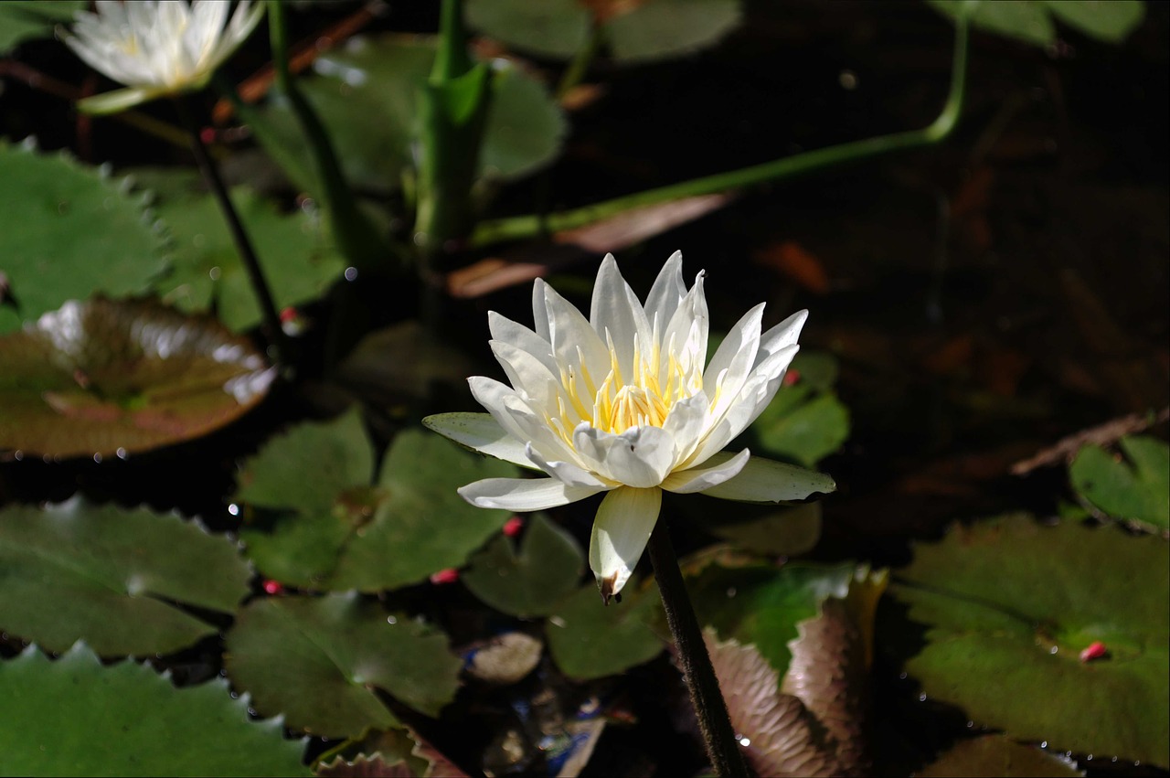 water lily flower pond free photo