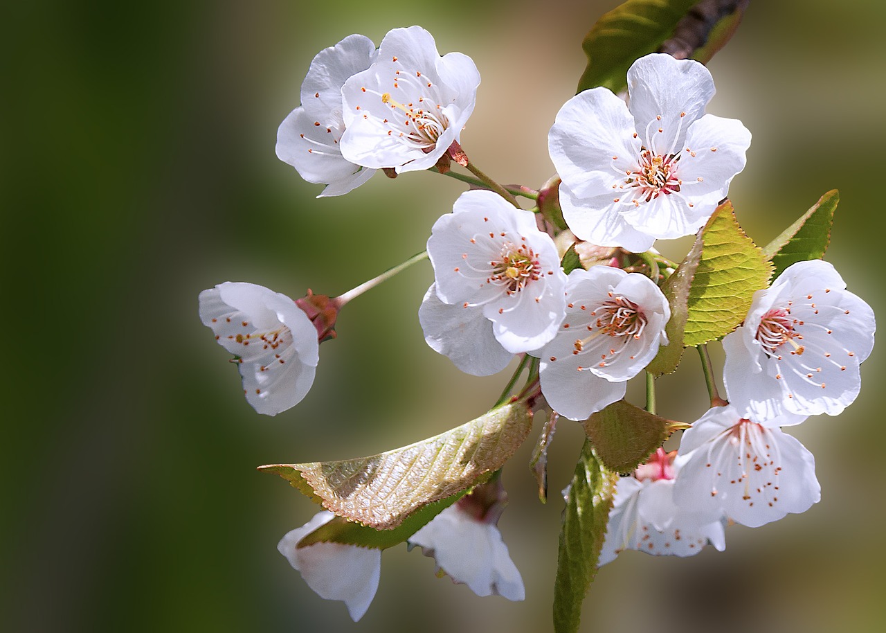 flower nature spring free photo