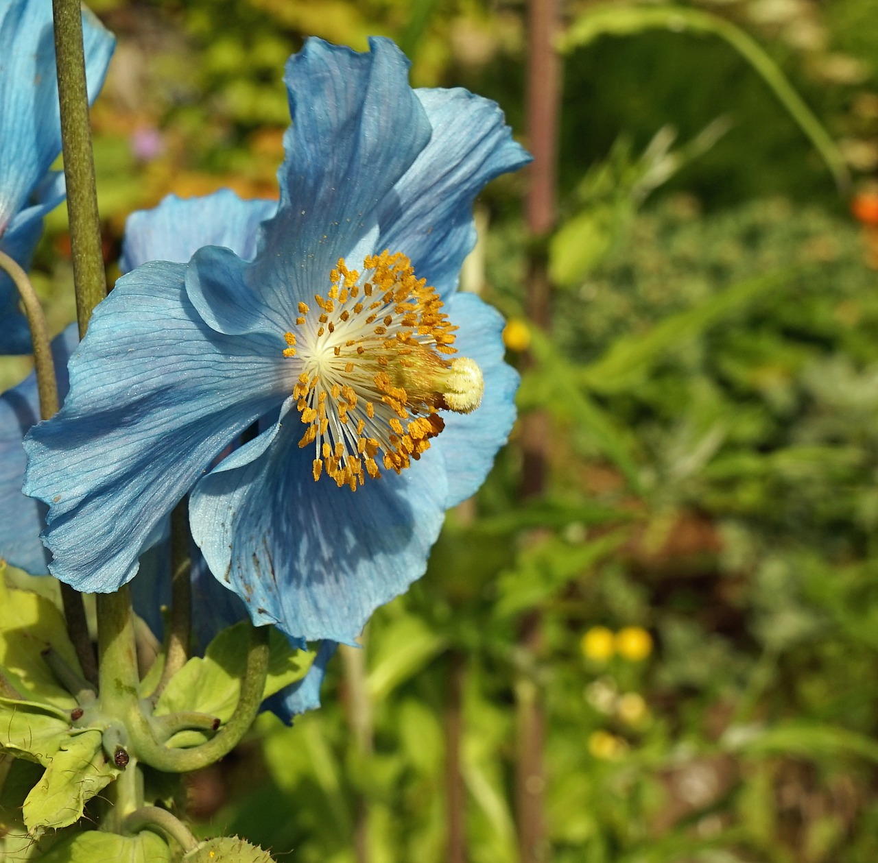 flower blossom bloom free photo